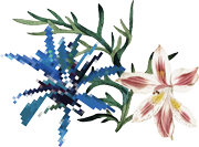 flowers left